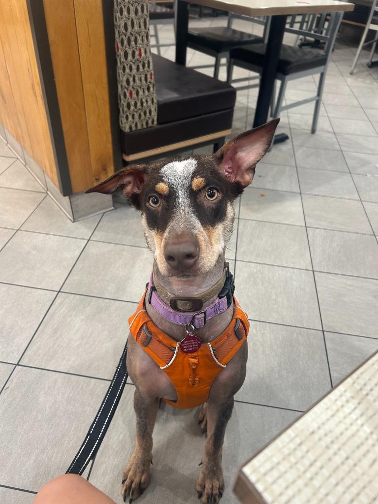 Enlarge Eco, a Adoptable mixed breed in Phoenix, AZ image 3/6