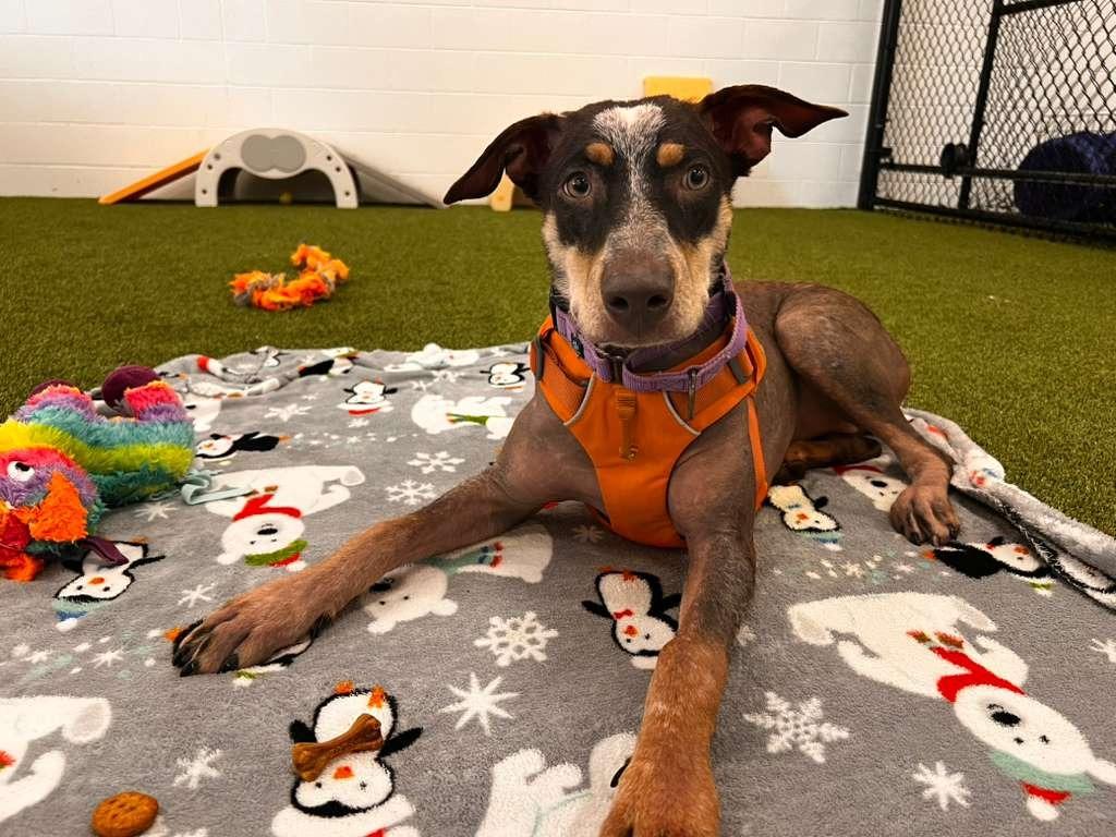 Enlarge Eco, a Adoptable mixed breed in Phoenix, AZ image 4/6