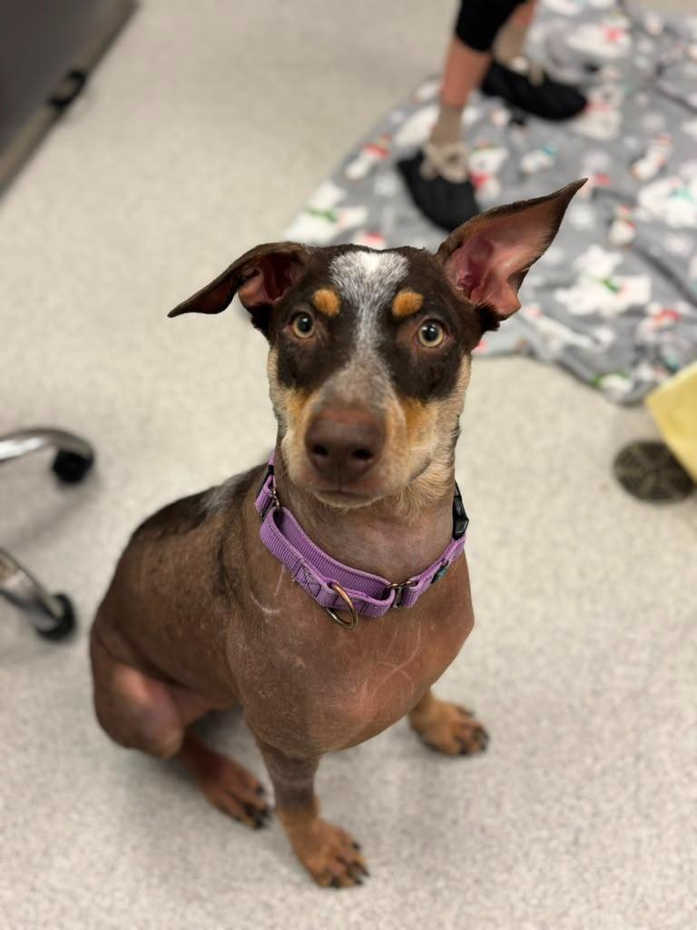 Enlarge Eco, a Adoptable mixed breed in Phoenix, AZ image 5/6