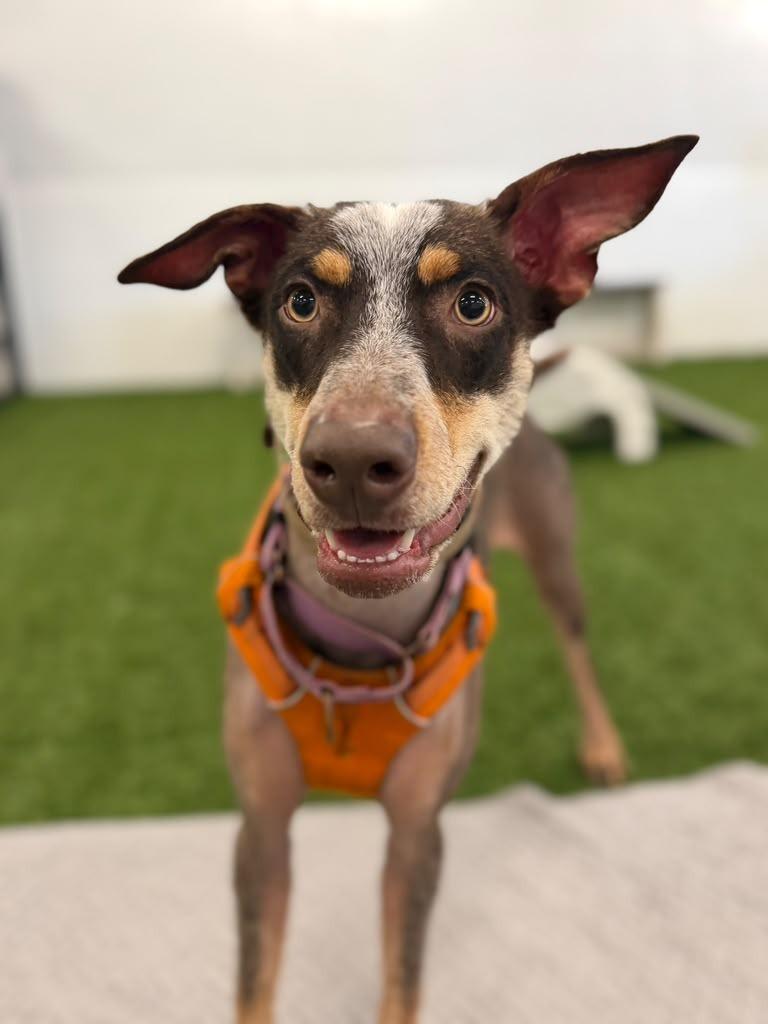 Enlarge Eco, a Adoptable mixed breed in Phoenix, AZ image 6/6