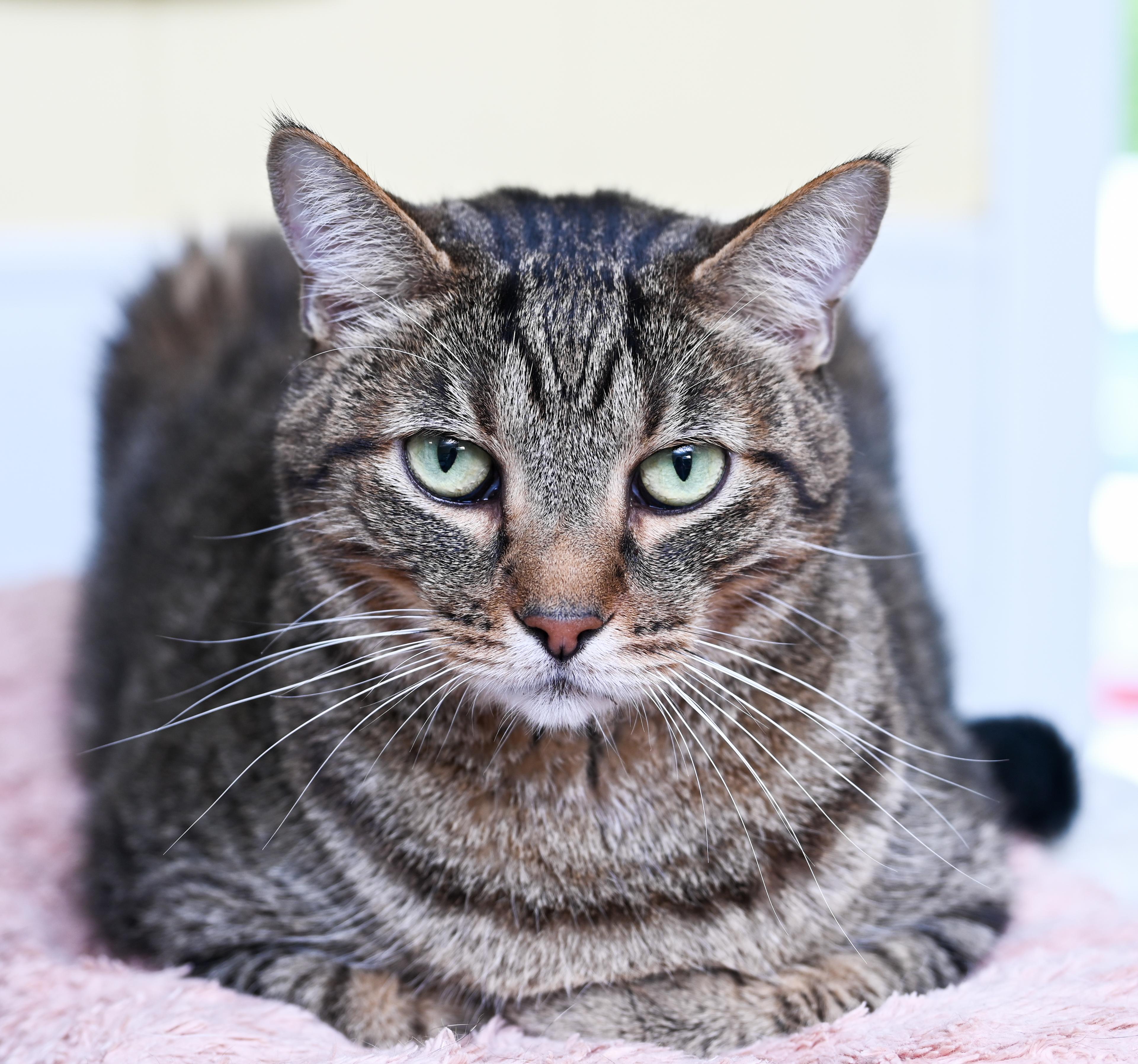 Enlarge Professor Plum, an adoptable mixed breed in Chattanooga, TN image 4/4