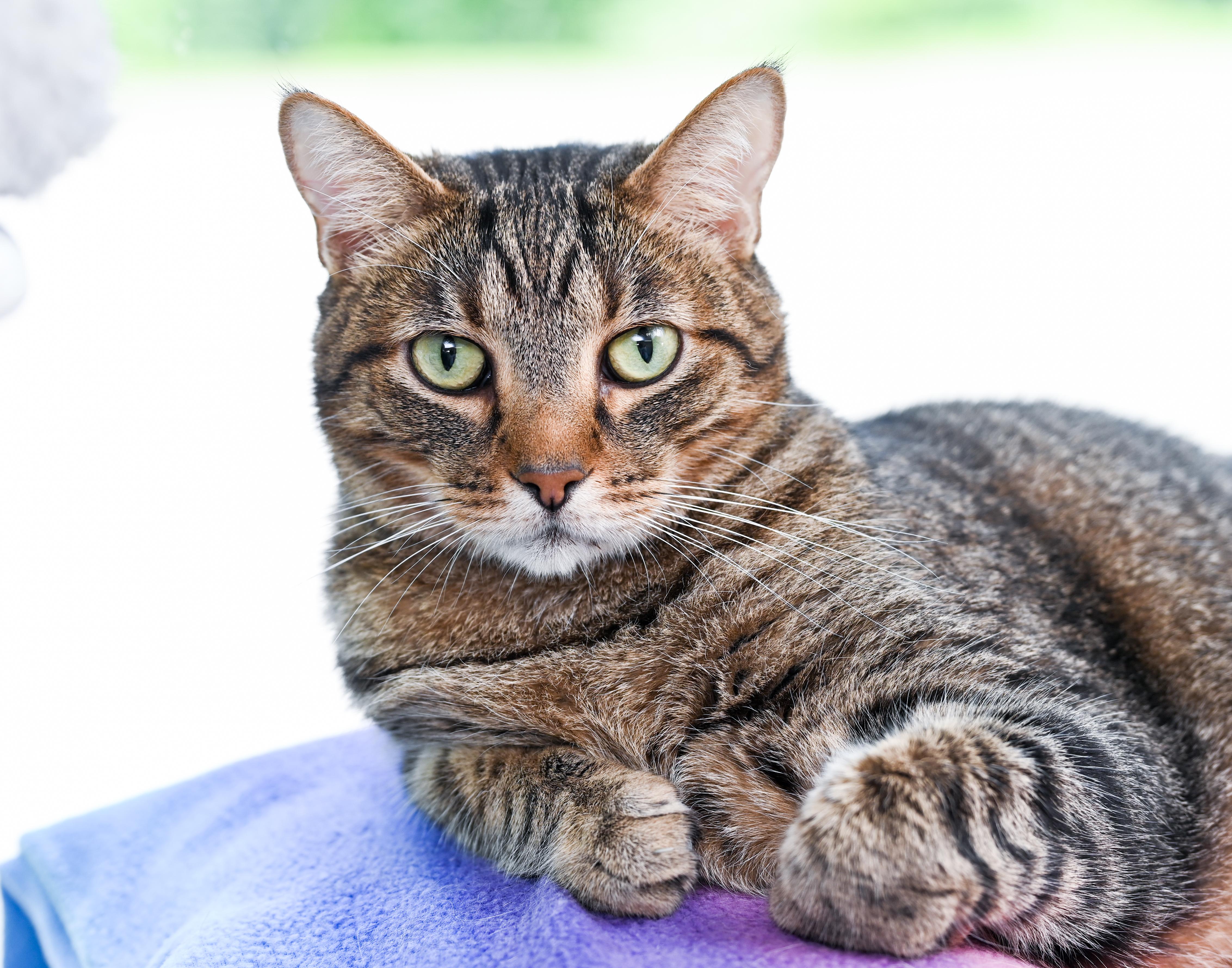 Professor Plum, adoptable, Adult Male Tabby & Domestic Short Hair.