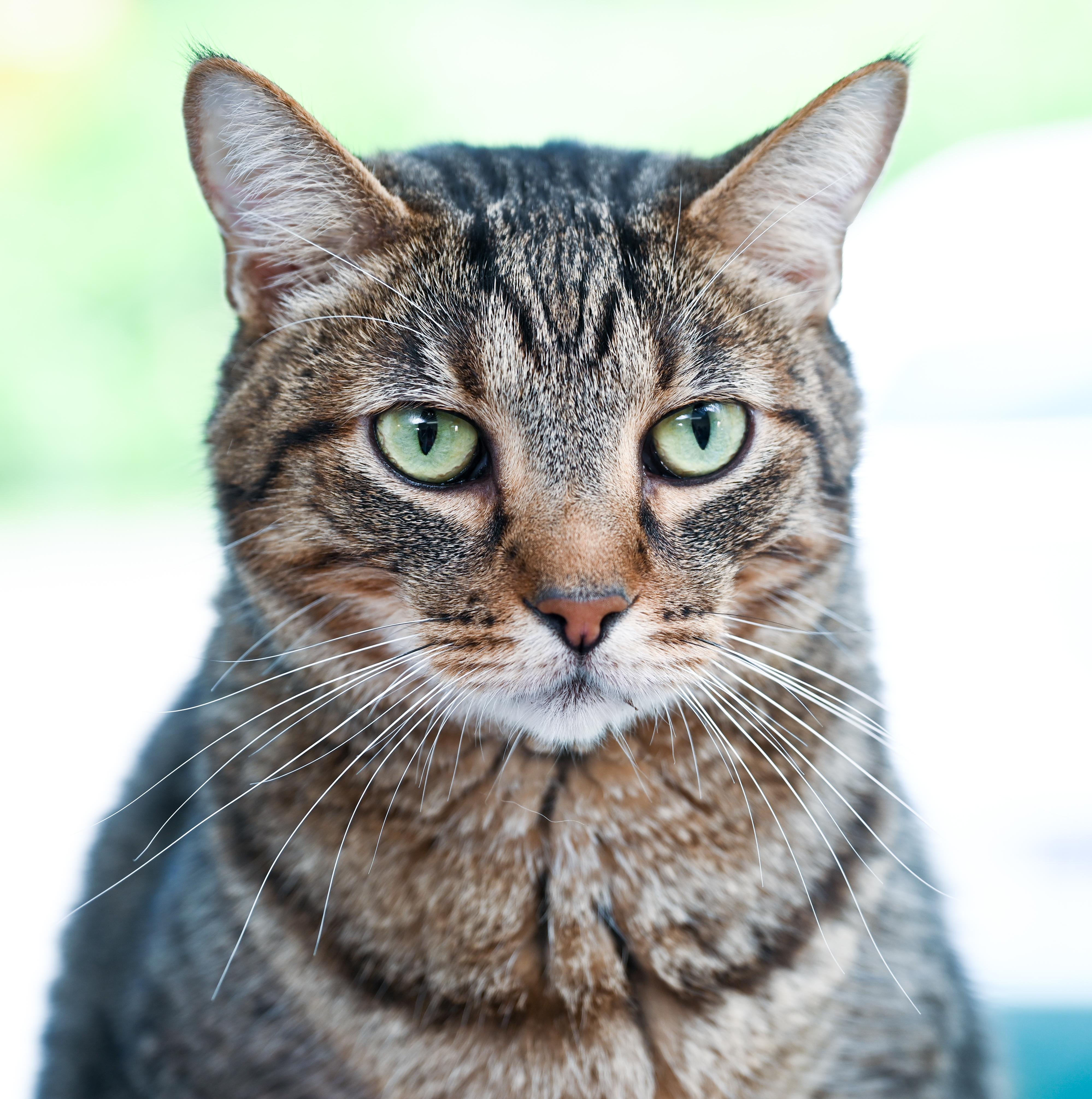 Enlarge Professor Plum, an adoptable mixed breed in Chattanooga, TN image 3/4