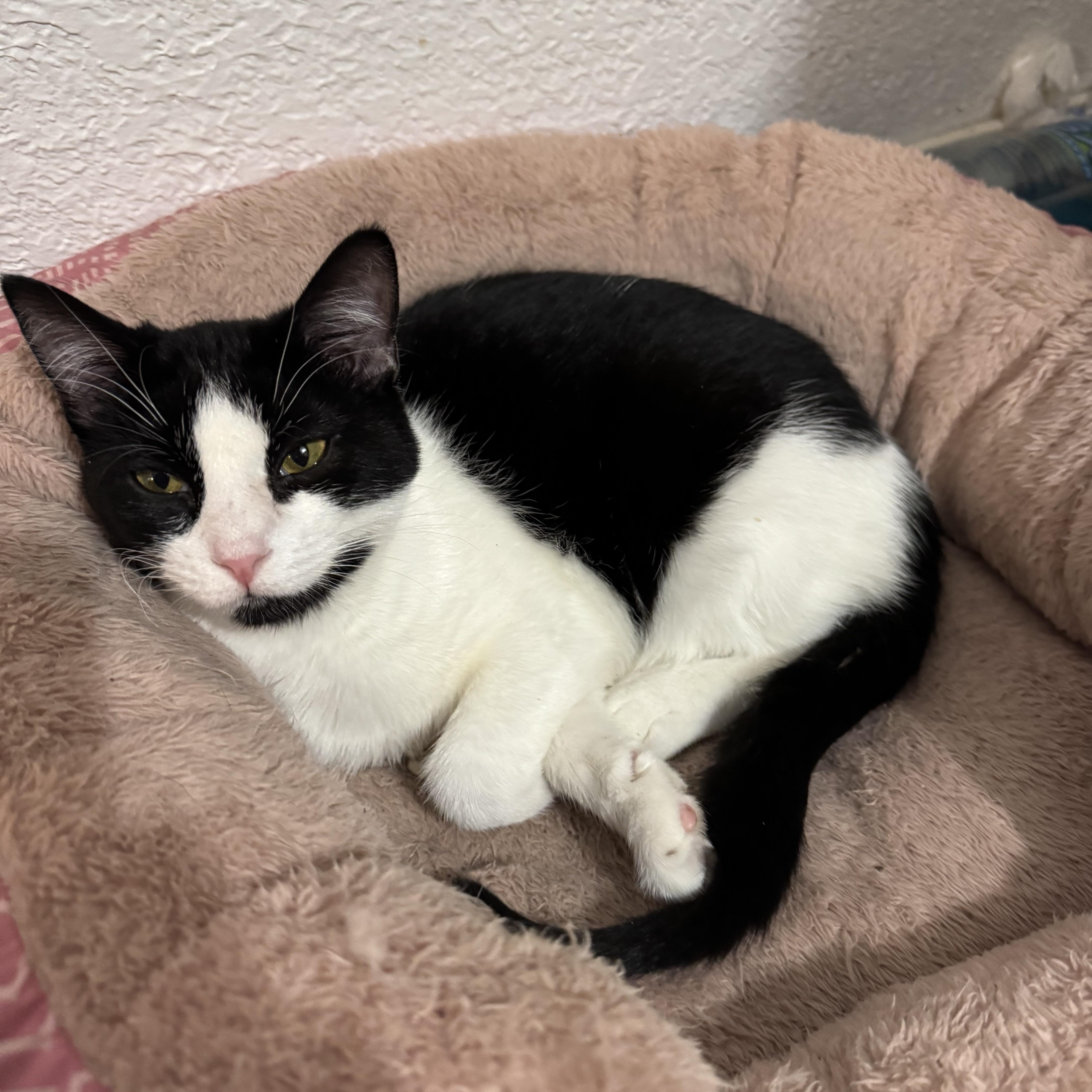 Blanche, ADOPTABLE, Young Female Domestic Short Hair.