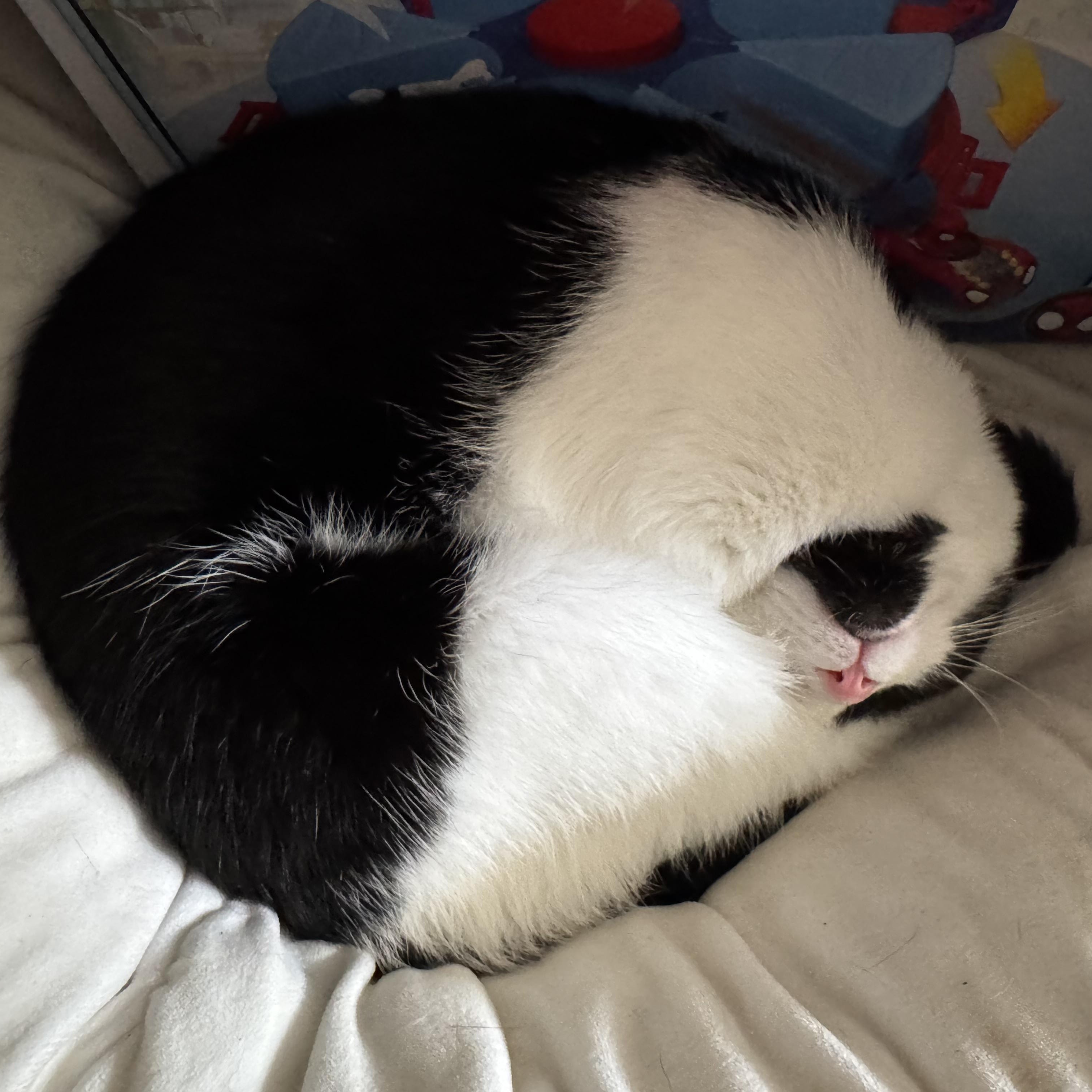 Enlarge Blanche, a ADOPTABLE Domestic Short Hair in Springdale, AR image 2/2