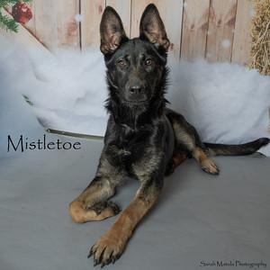 Enlarge Mistletoe, a Adoptable mixed breed in Ruidoso, NM image 1/1