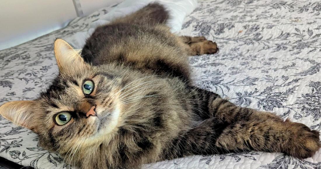 Tiger Lilly, Adoptable, Adult Female Domestic Long Hair.