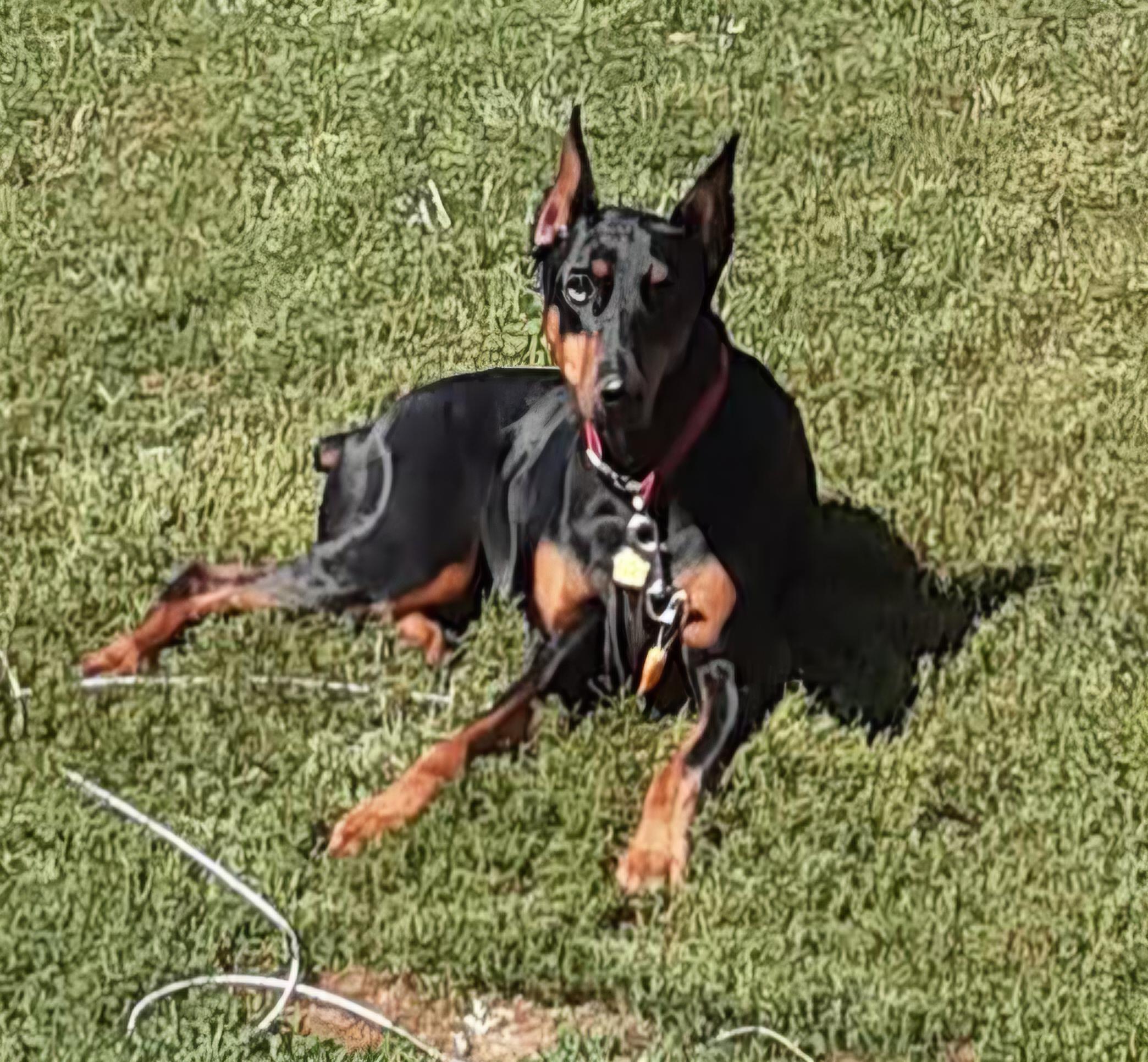 Enlarge Raven, an adopted Doberman Pinscher in Sioux City, IA image 2/2