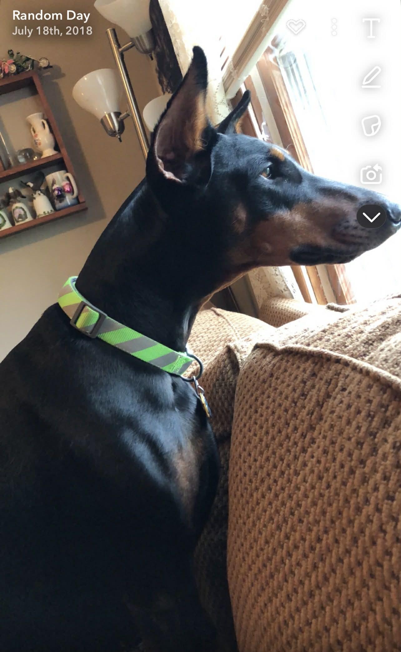 Raven, adopted, Senior Female Doberman Pinscher.