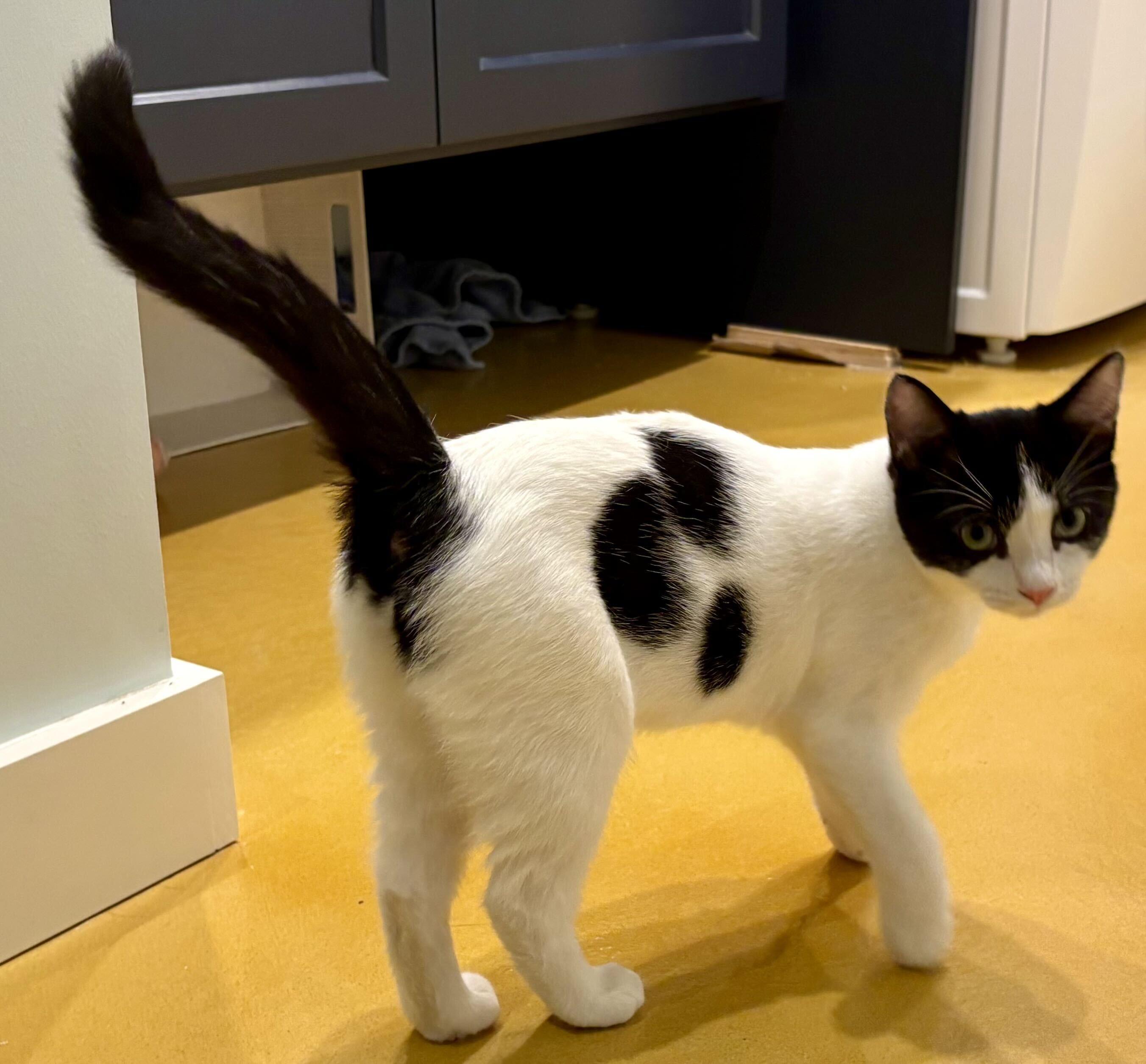 Enlarge Ms Maynard and Riley, a Adoptable Domestic Short Hair in Seattle, WA image 4/6