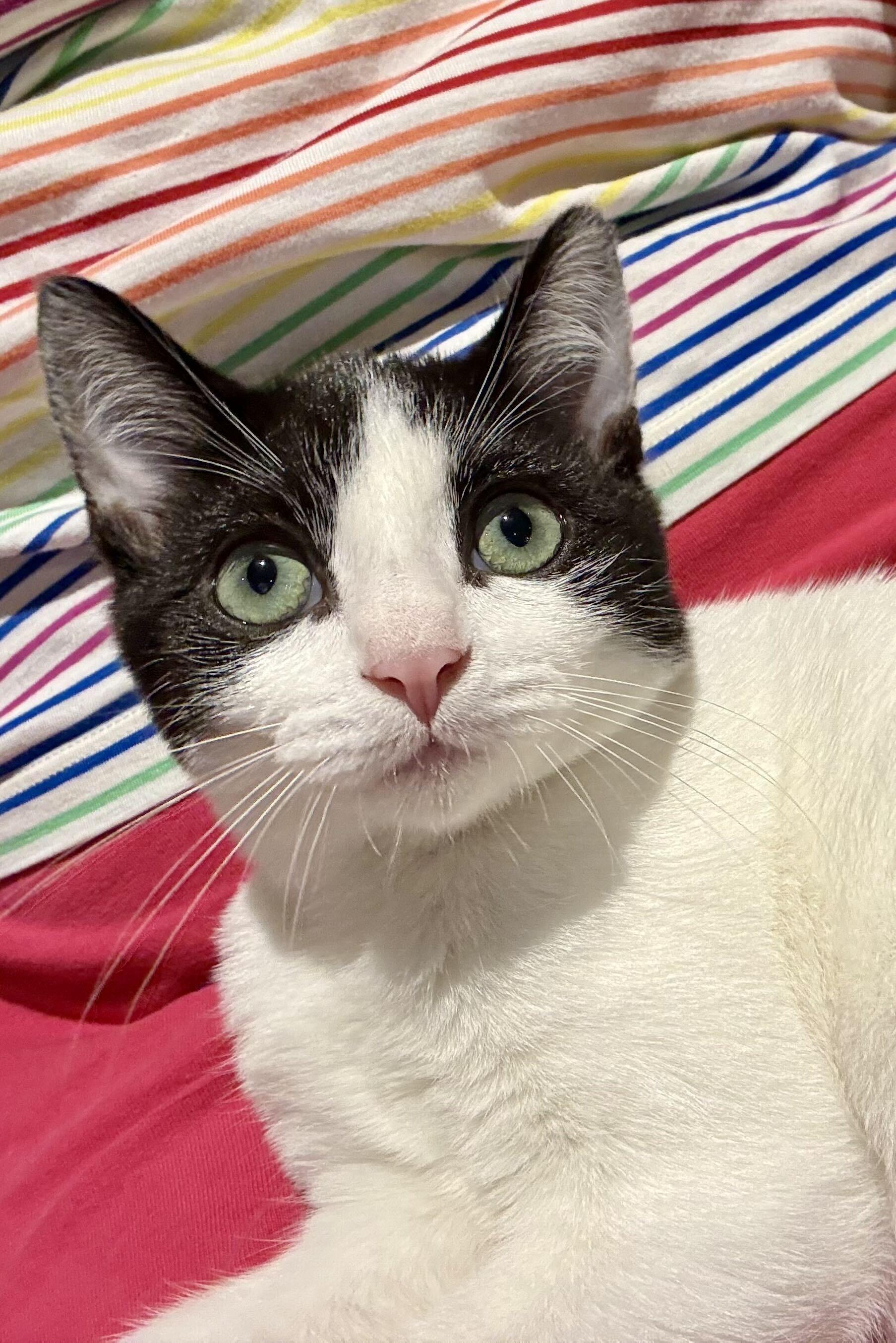 Enlarge Ms Maynard and Riley, a Adoptable Domestic Short Hair in Seattle, WA image 2/6