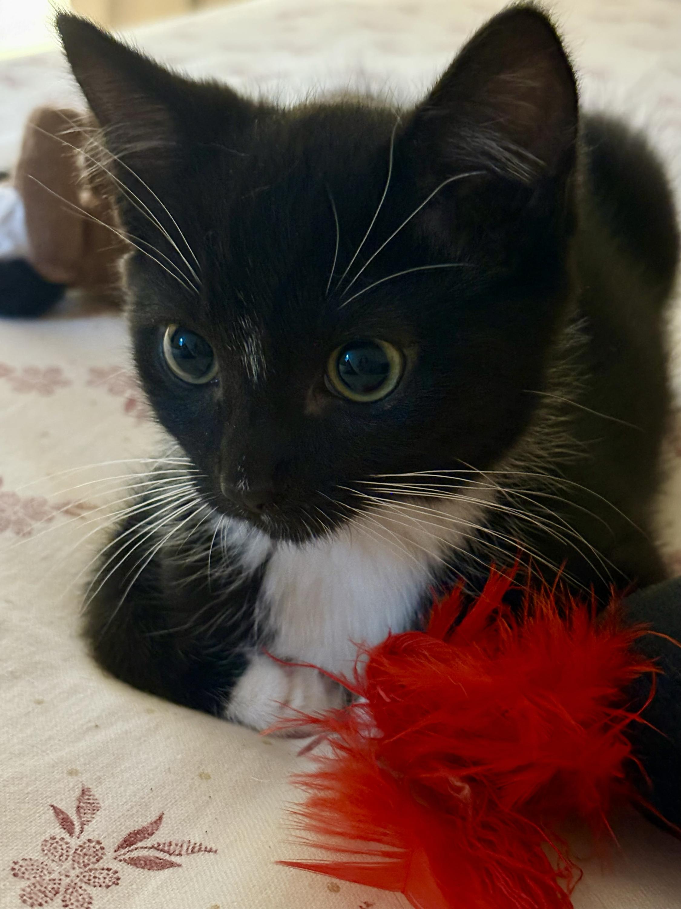 Enlarge Ms Maynard and Riley, a ADOPTABLE Domestic Short Hair in Seattle, WA image 3/6