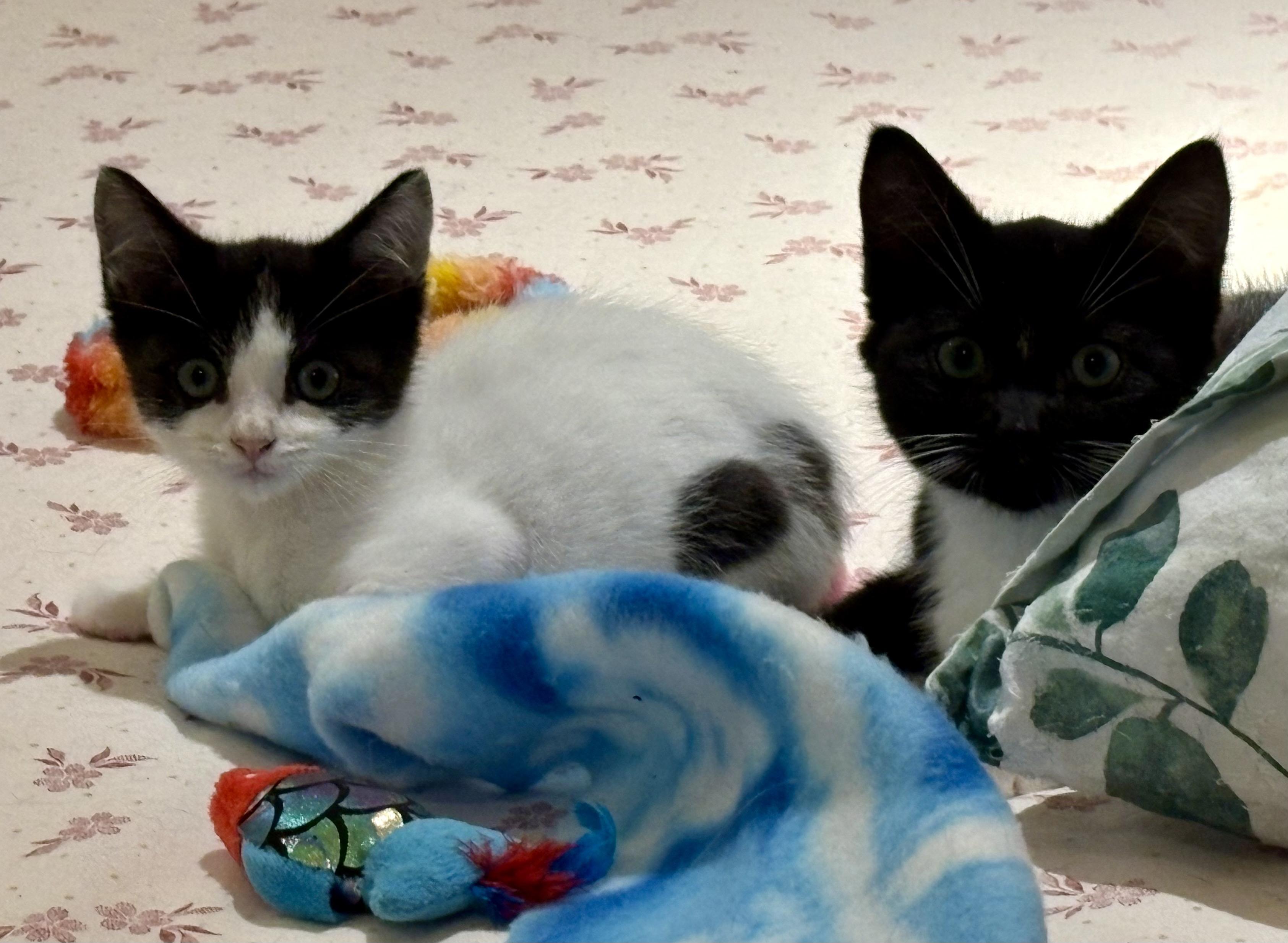Enlarge Ms Maynard and Riley, a ADOPTABLE Domestic Short Hair in Seattle, WA image 4/6