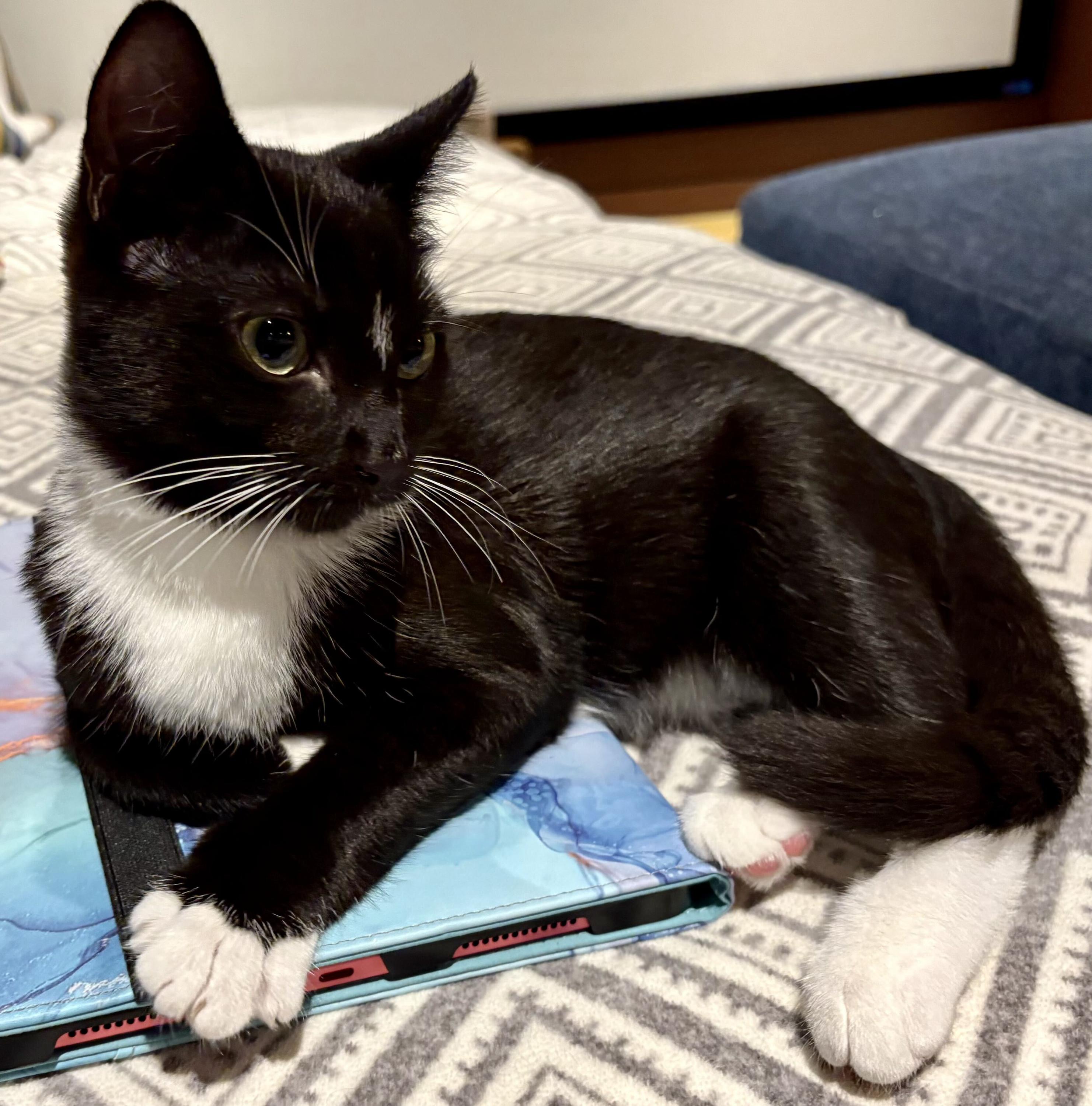 Enlarge Ms Maynard and Riley, a Adoptable Domestic Short Hair in Seattle, WA image 5/6