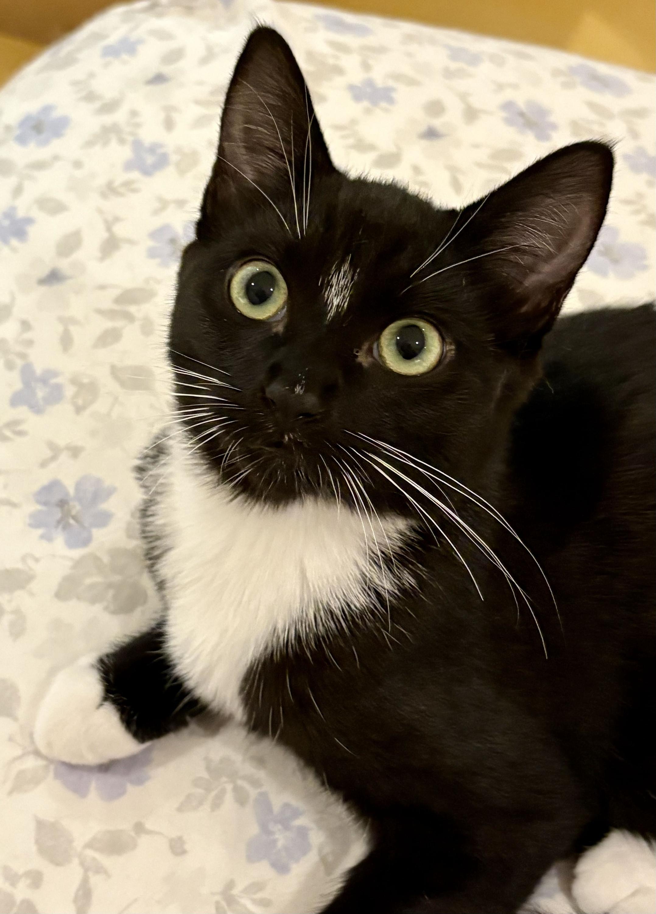 Enlarge Ms Maynard and Riley, a Adoptable Domestic Short Hair in Seattle, WA image 3/6
