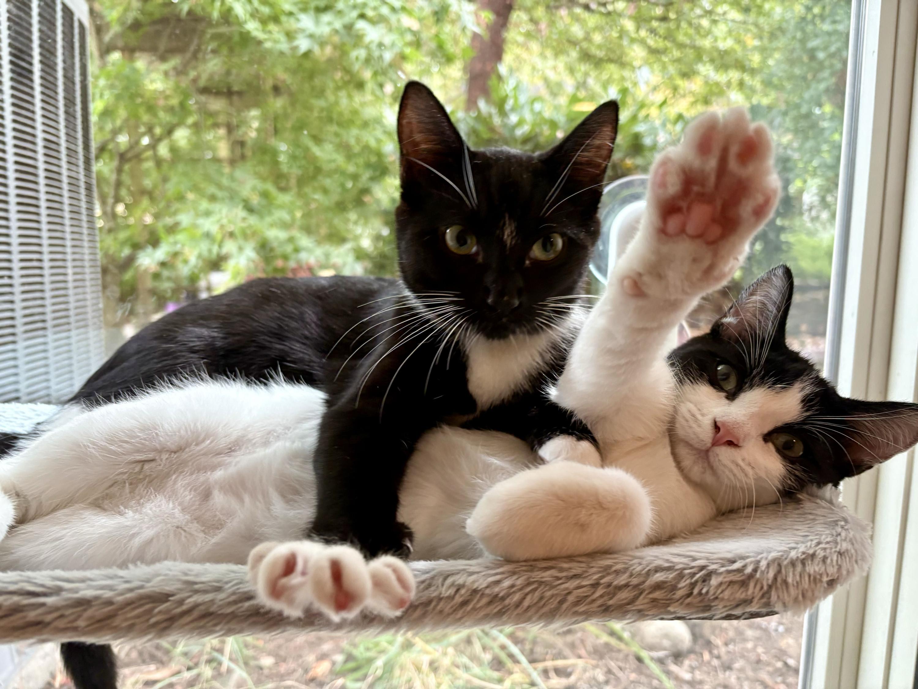 Enlarge Ms Maynard and Riley, a Adoptable Domestic Short Hair in Seattle, WA image 1/6