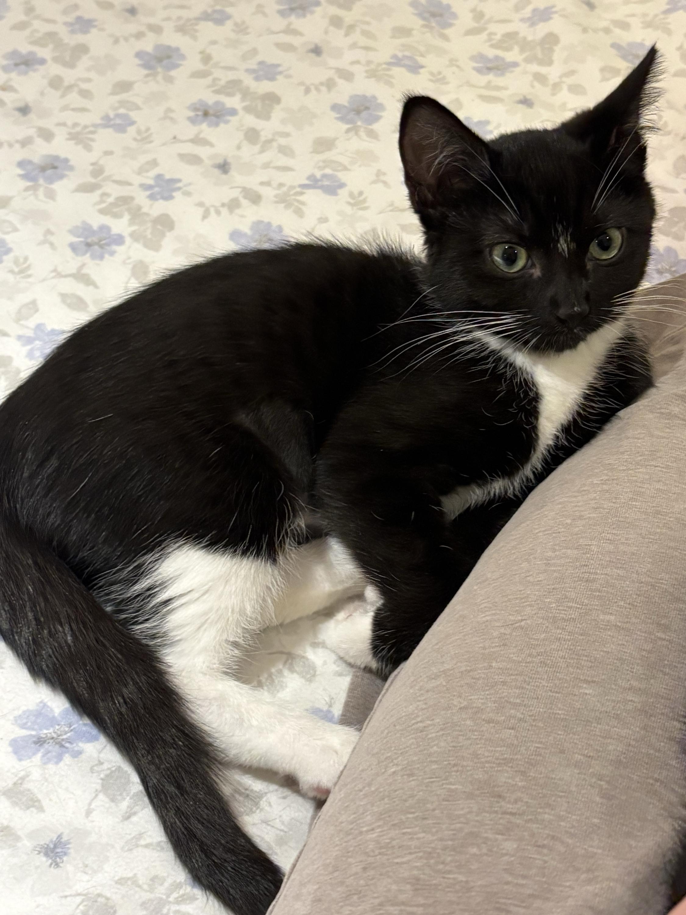 Enlarge Ms Maynard and Riley, a ADOPTABLE Domestic Short Hair in Seattle, WA image 6/6