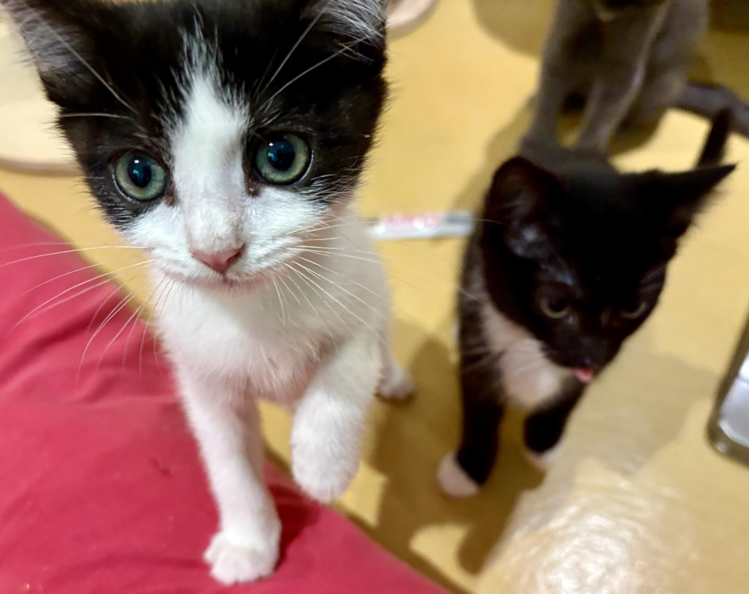 Ms Maynard and Riley, ADOPTABLE, Kitten Female Domestic Short Hair.