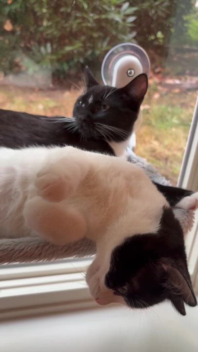 Enlarge Ms Maynard and Riley, a Adoptable Domestic Short Hair in Seattle, WA video 6/6