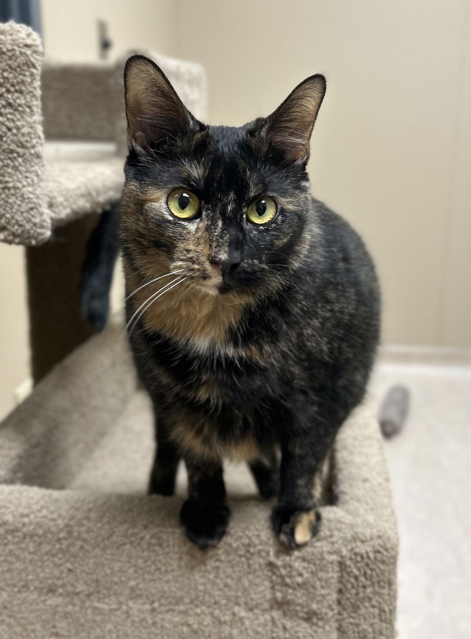 Maple, Adoptable, Adult Female Domestic Short Hair.