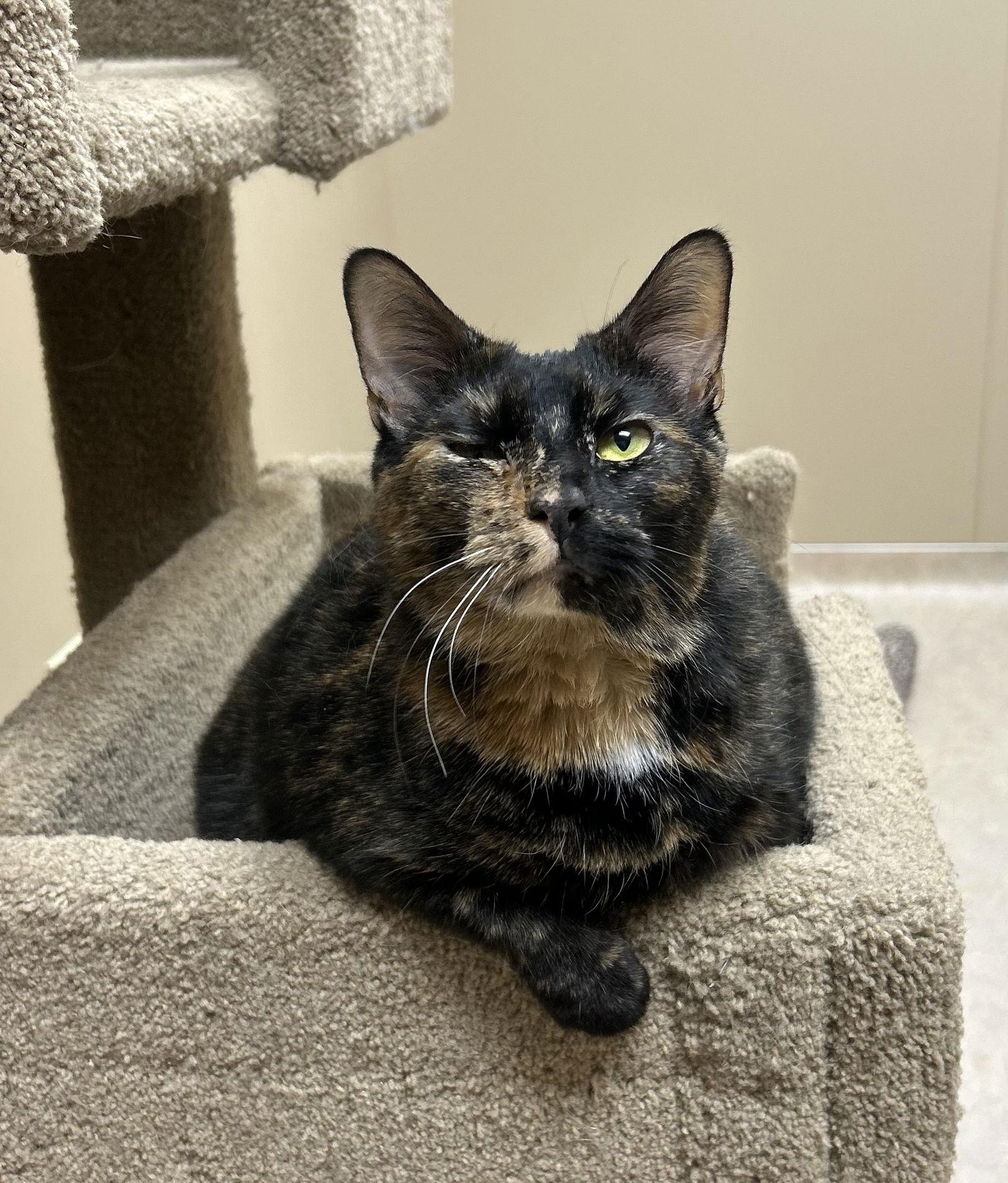 Maple, a Adoptable Domestic Short Hair in Arlington, VT image 2/3