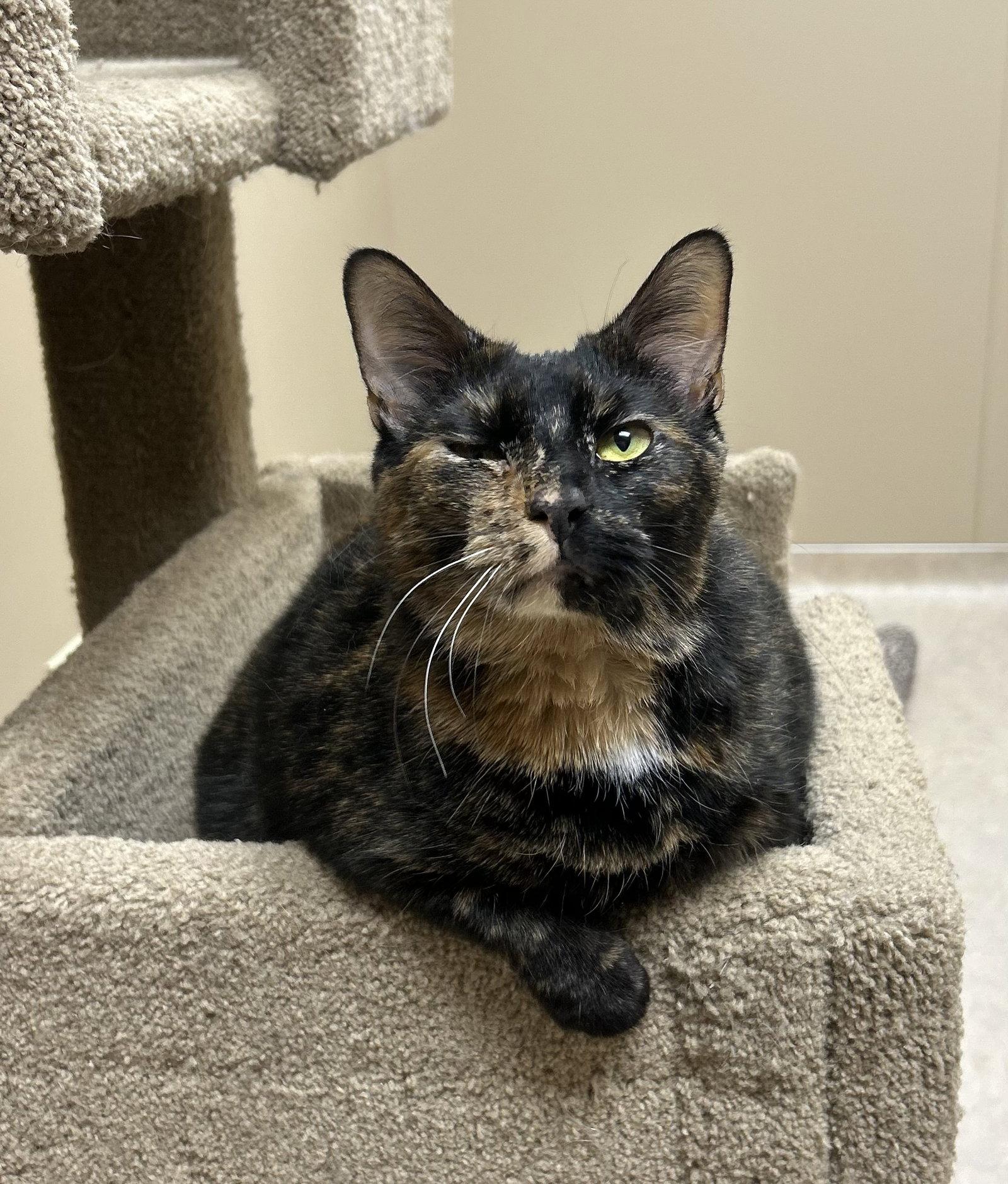 Maple, a Adopted Domestic Short Hair in Arlington, VT image 2/3