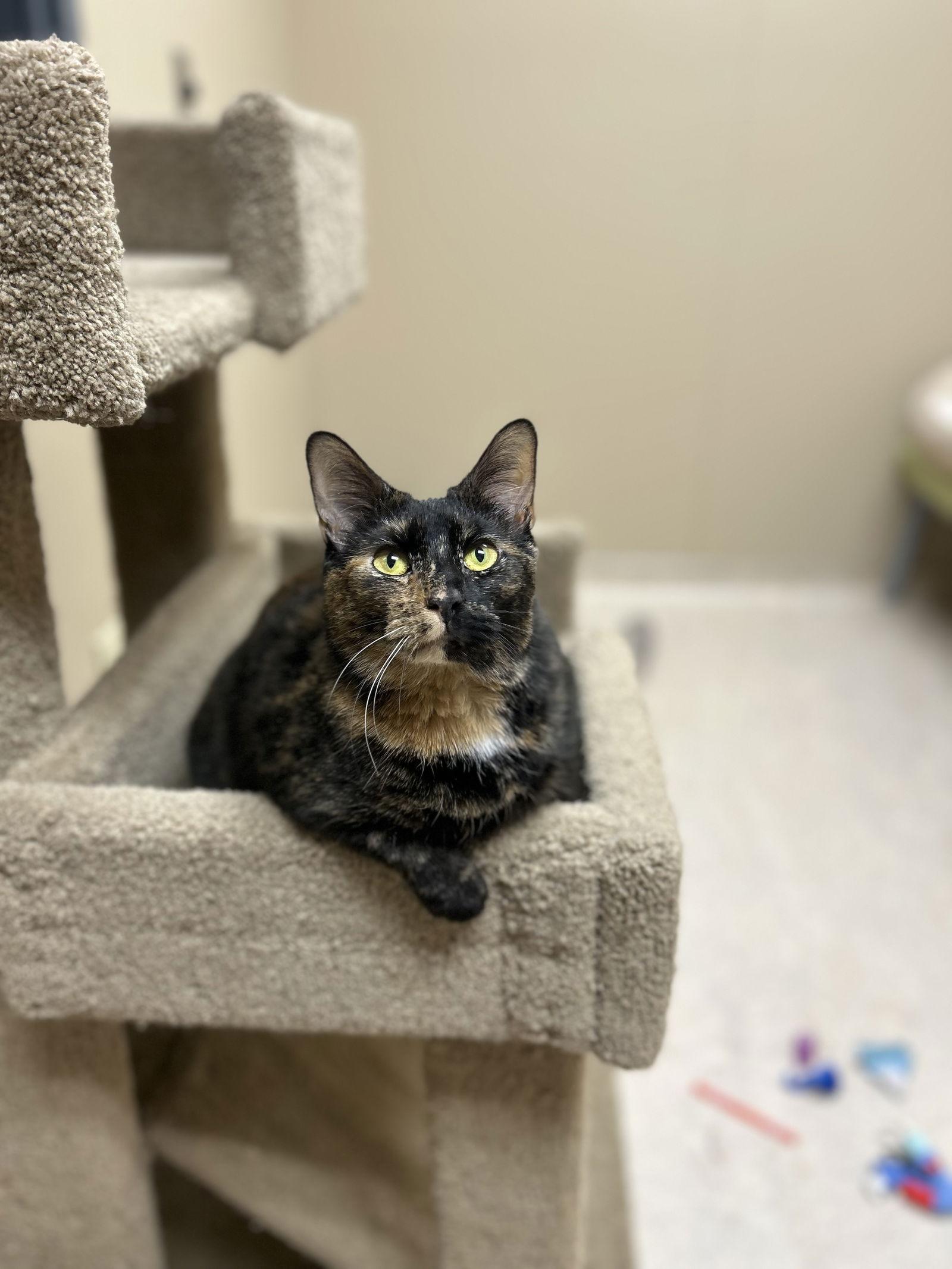 Maple, a Adoptable Domestic Short Hair in Arlington, VT image 3/3