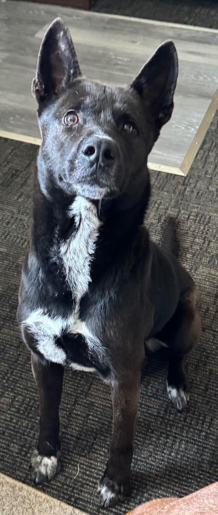 Enlarge Brisket, a Adoptable mixed breed in Great Bend, KS image 1/5