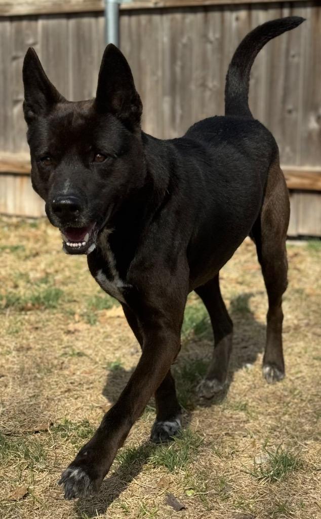 Enlarge Brisket, a Adoptable mixed breed in Great Bend, KS image 2/5