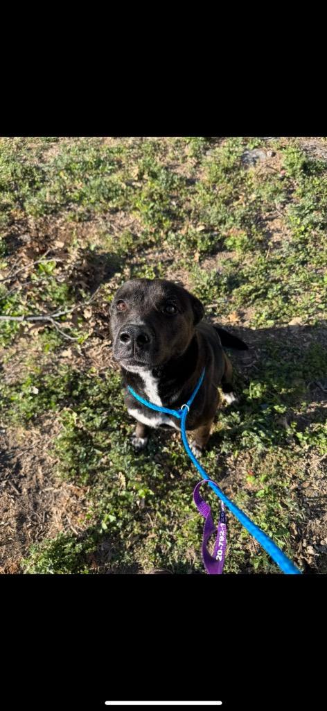 Enlarge Brisket, a Adoptable mixed breed in Great Bend, KS image 3/5