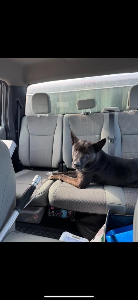 Enlarge Brisket, a Adoptable mixed breed in Great Bend, KS image 4/5