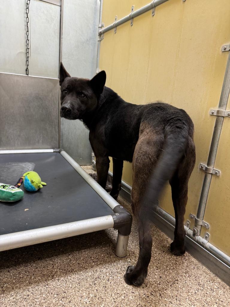 Enlarge Brisket, a Adoptable mixed breed in Great Bend, KS image 5/5