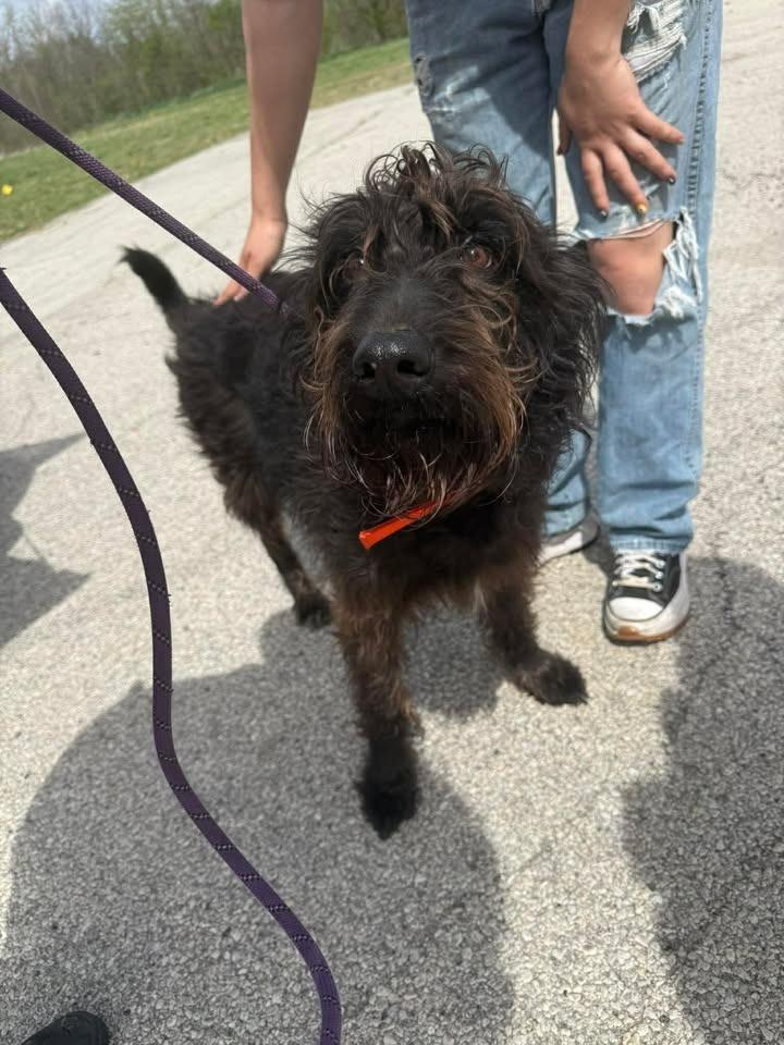 Milo, Adoptable, Young Male Schnauzer.
