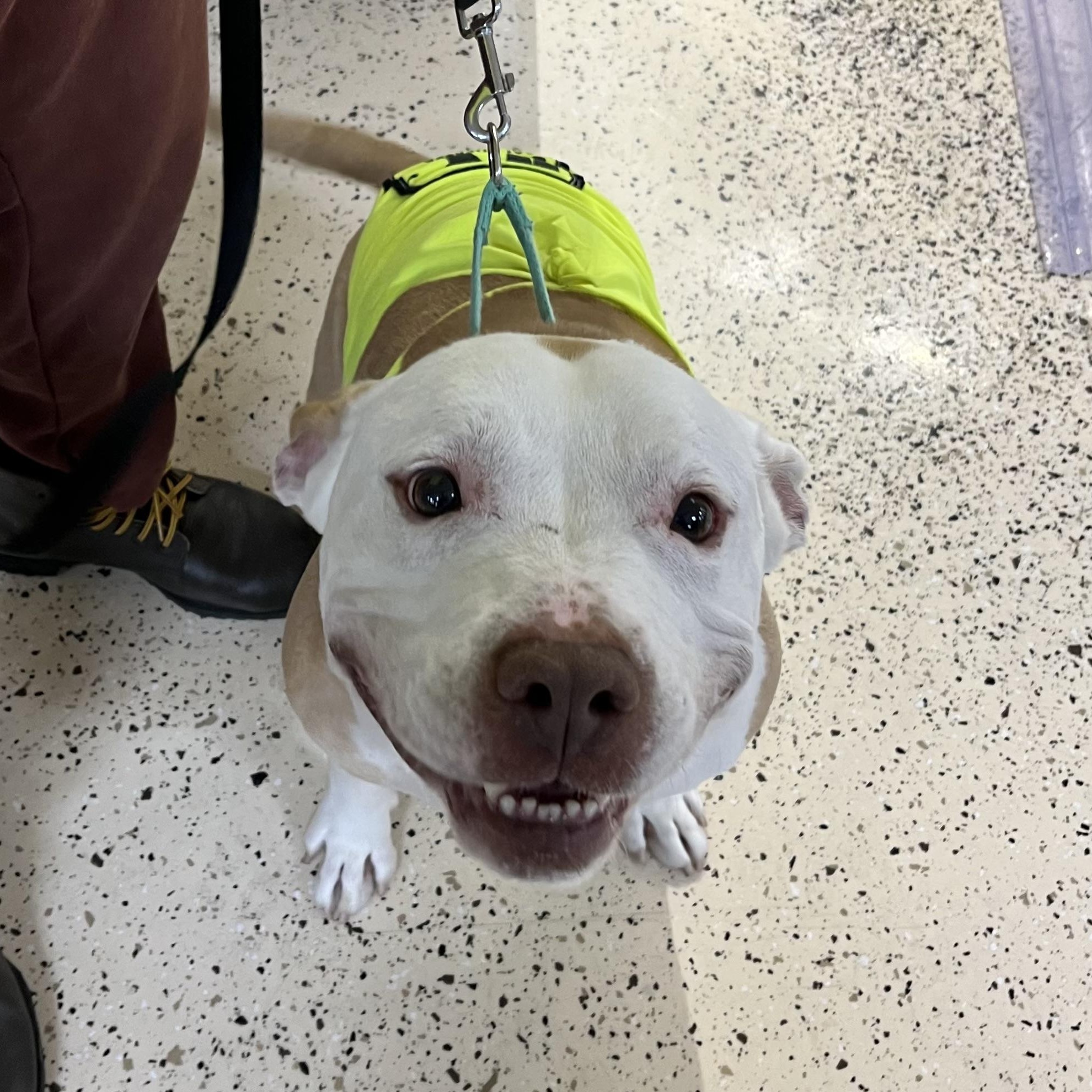 Enlarge Rocky, a Adoptable Mixed Breed in Chester, PA image 4/6