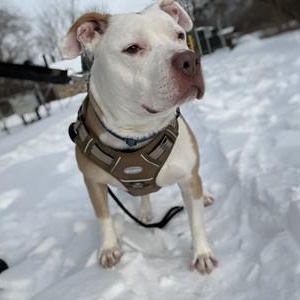 Enlarge Rocky, a Adoptable Mixed Breed in Chester, PA image 1/6