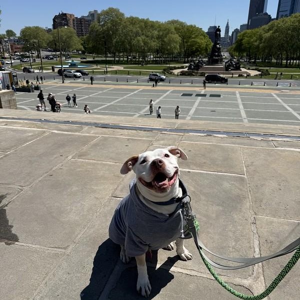 Rocky, Adoptable, Adult Male Mixed Breed.