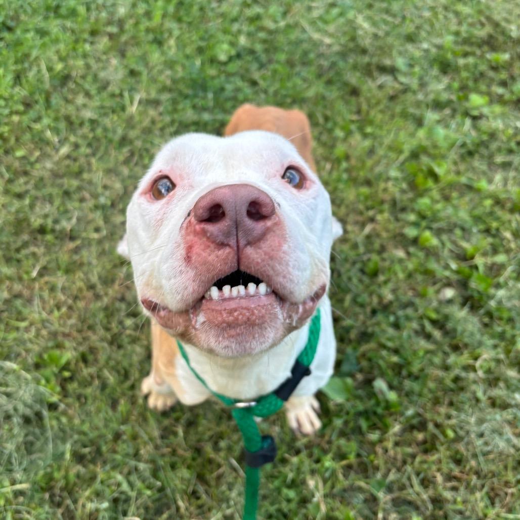 Enlarge Rocky, a Adoptable Mixed Breed in Chester, PA image 3/6