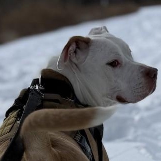 Enlarge Rocky, a Adoptable Mixed Breed in Chester, PA image 2/6