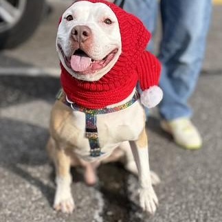 Enlarge Rocky, a Adoptable Mixed Breed in Chester, PA image 1/6