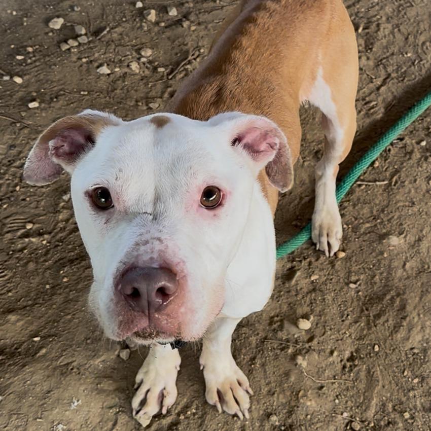 Enlarge Rocky, a Adoptable Mixed Breed in Chester, PA image 5/6