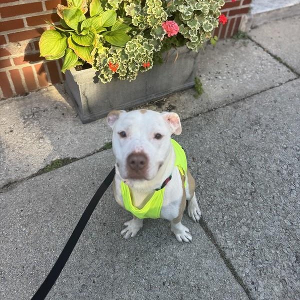 Enlarge Rocky, a Adoptable Mixed Breed in Chester, PA image 6/6