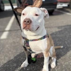 Enlarge Rocky, a Adoptable Mixed Breed in Chester, PA image 2/6