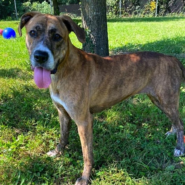 Enlarge Sweetpea, a Adoptable mixed breed in Godfrey, IL image 1/1