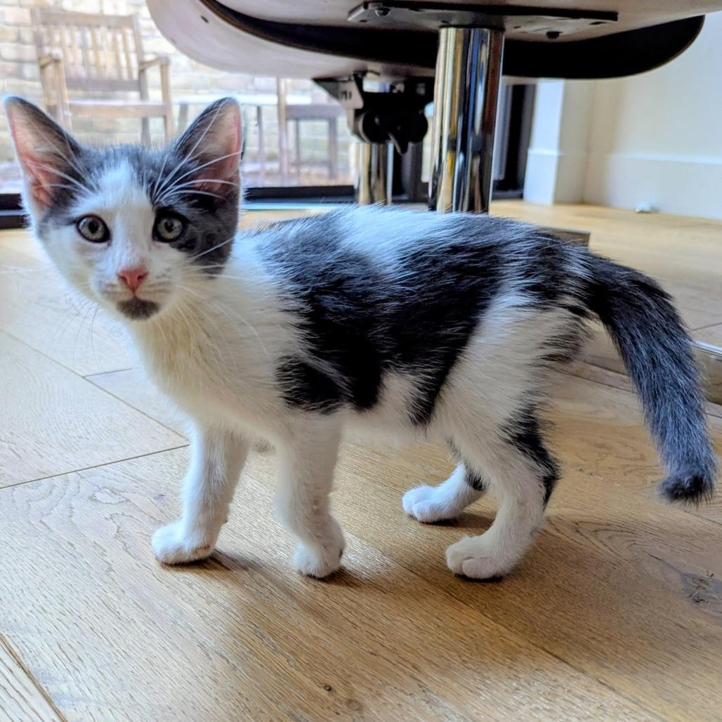 Enlarge Noah, a Adoptable Domestic Short Hair in Houston, TX image 1/5