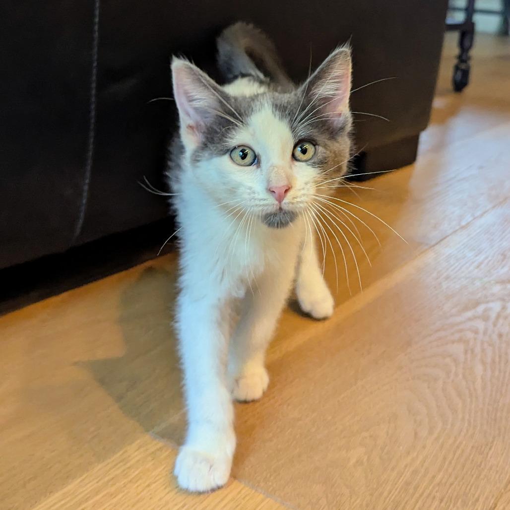 Enlarge Noah, a Adoptable Domestic Short Hair in Houston, TX image 2/5