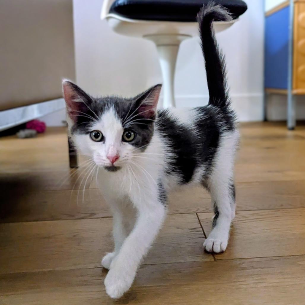 Enlarge Noah, a Adoptable Domestic Short Hair in Houston, TX image 3/5