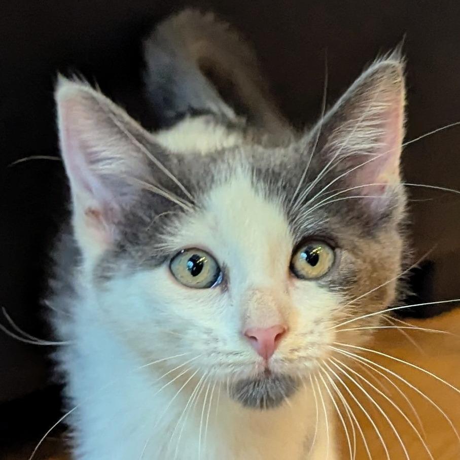 Enlarge Noah, a Adoptable Domestic Short Hair in Houston, TX image 4/5