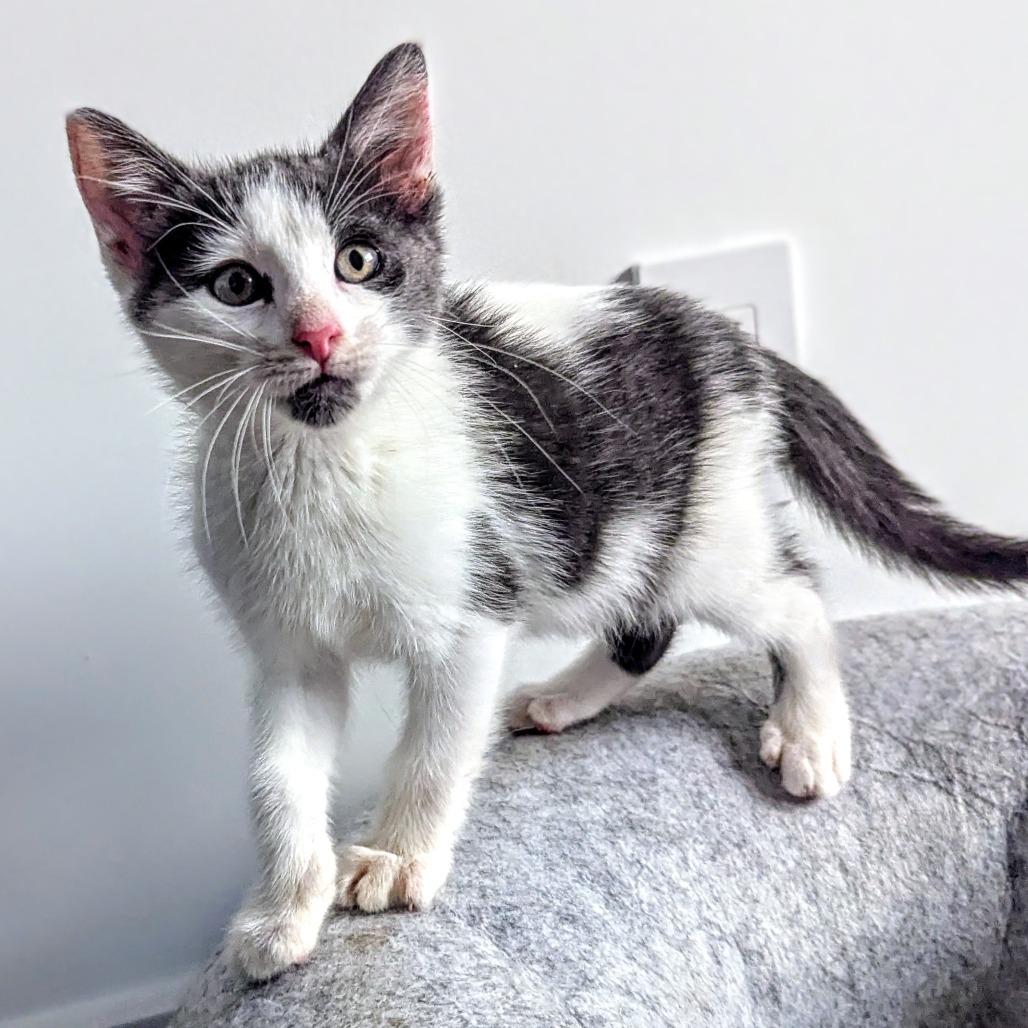 Enlarge Noah, a Adoptable Domestic Short Hair in Houston, TX image 5/5