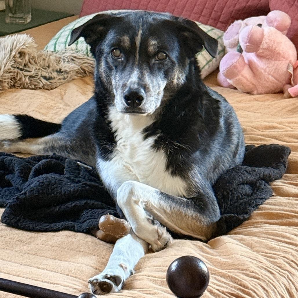 Enlarge Bartleby, a Adoptable mixed breed in Wauwatosa, WI image 2/6