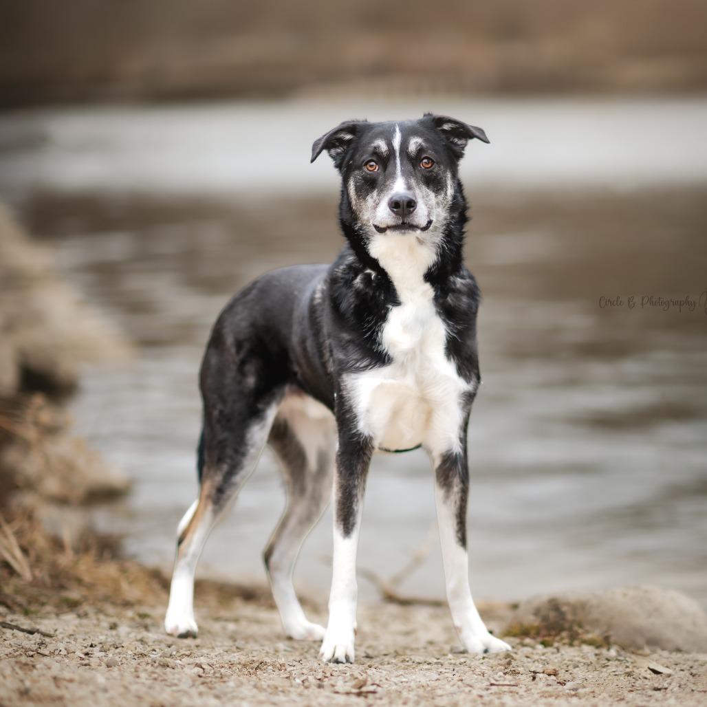 Enlarge Bartleby, a Adoptable mixed breed in Wauwatosa, WI image 4/6